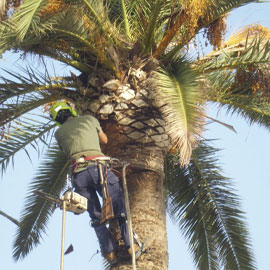 Empresa de podas y talas de árboles y palmeras Jaime Alvado