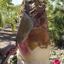 Podador de árboles y palmeras en Alicante