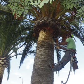 Poda de palmeras y árboles en la zona de Gandía y Oliva en Valencia