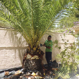 Poda de palmeras y árboles en la zona de Gandía y Oliva en Valencia